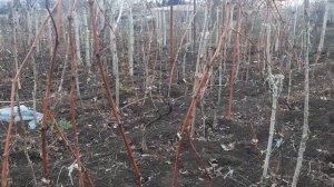 Сколько дней виноград может выдерживать критические зимние температуры