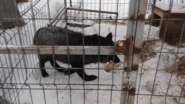 29.12.23 старушка Фаня и лосиные глупости... смотреть онлайн