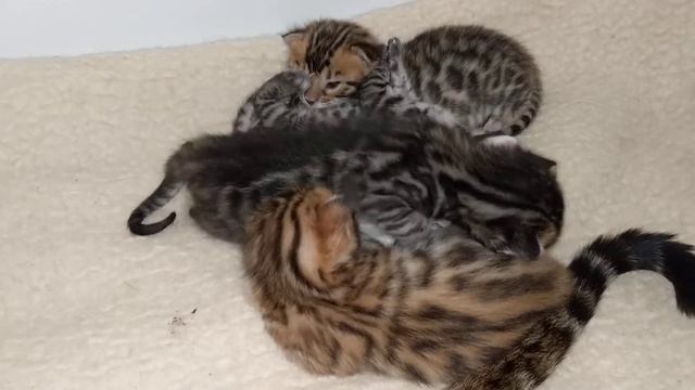 Бенгальские котята!!! Очень милые!!!