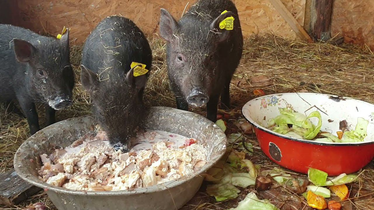 КУПИЛИ ПОРОСЯТ ПОРОДЫ КАРМАЛ/ЧЕМ КОРМЛЮ СВИНЕЙ
