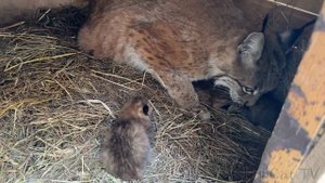 РЫСЬ ХАННА ОТСЕЛИЛА КОТЁНКА / Взвешиваю рысят