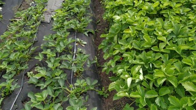 Клубника Альба ! Личное мнение! смотреть онлайн