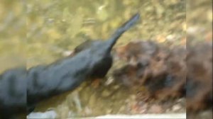 Такса стандартная длинношерстная.