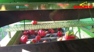 Комбайн для уборки болгарского перца Guaresi
