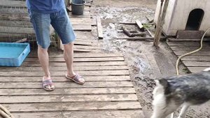 Собачьи бои😲 Слабонервным не смотреть!