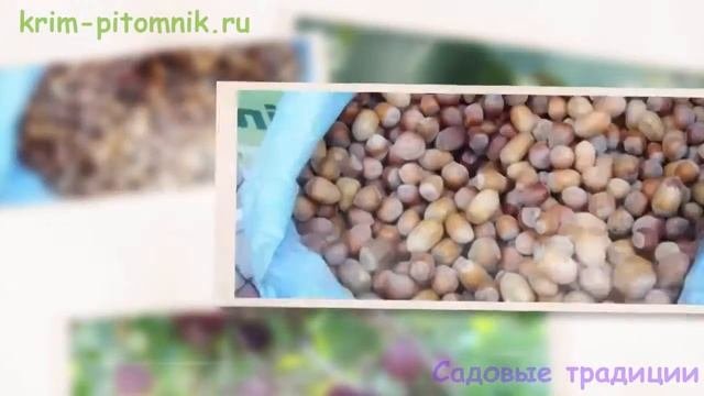 Где купить саженцы малины в Крыму