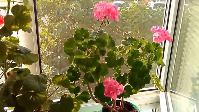 Розовое настроение...🌿🌺🌿🌺🌿🌺🌿 смотреть онлайн