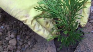 Как посадить тую Смарагд (Smaragd)