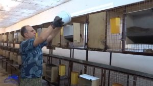 Бункерные кормушки для кроликов, кормление