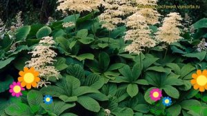 Роджерсия конскокаштанолистная. Краткий обзор, описание характеристик rodgersia aesculifolia