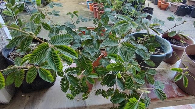 Makahiya Plant / Mimosa Pudica (Shy Plant) Care and Propagation смотреть онлайн