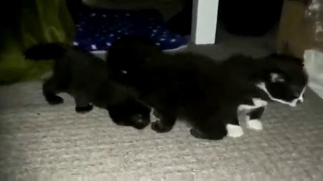 Багира улетела в Лондон и родила там 4 английский подданых смотреть онлайн