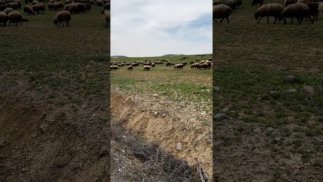 Таисия и барашки 🐏 #армения