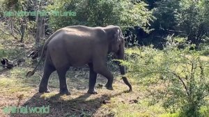 Elephant - Yala National Park / Second largest national park in Sri Lanka