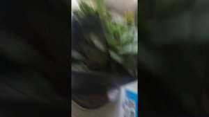 Как размножать каменную розу  ( эхеверию )