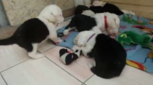 Борьба с медведем