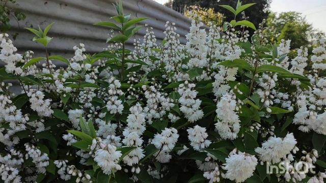 Дейція шершава біла та рожева. смотреть онлайн