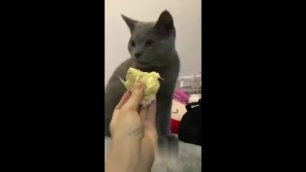Кот и фрукт дуриан