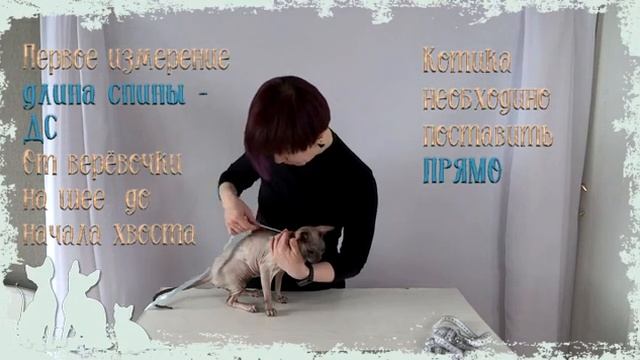 Как можно снять мерки с котика смотреть онлайн