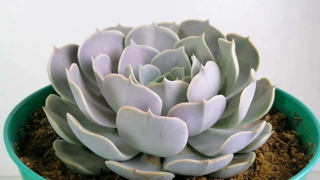 suculentas basicas para vender desde casa donsuculento смотреть онлайн