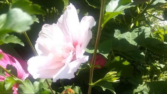 Garden Tips: ROSE OF SHARON! GREAT! смотреть онлайн
