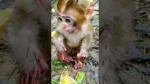 Look so lovely baby monkey try to add power