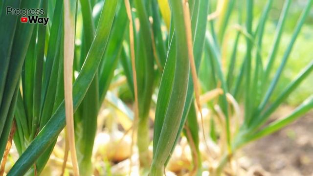 ВЕСЬ ЛУК ХОРОШО СОХРАНИТСЯ, если досушивать и хранить его так! смотреть онлайн