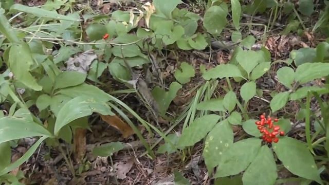 В поисках Жень-Шеня! Проверяю посадки и прячу от посторонних глаз! смотреть онлайн