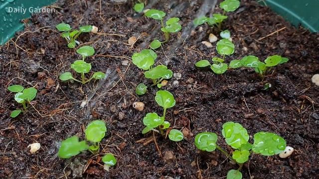 Planting flowers | How to grow Pansy from seeds | Growing pansies from seed смотреть онлайн