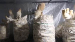 Некоторые рекомендации при выращивании еринги в домашних условиях