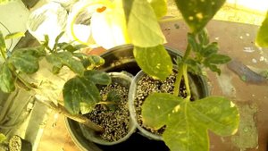 Формирую маракую (пассифлору) осенью/ маракуя "северная"/маракока