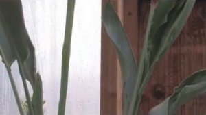 How to Grow Bird-of-Paradise (Strelitzia Reginae)