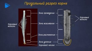 6 класс - Биология - Корень растения