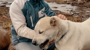 Последние недели беременности и роды алабая | Туркменский алабай | Роды у собаки