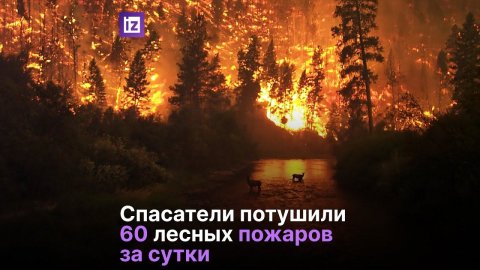 Спасатели потушили 60 лесных пожаров за сутки