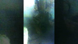 мотопомпа мп 800б