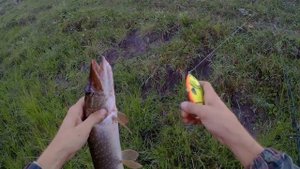 Щука на джерк , Salmo Slider 10 F( убийца щуки ) обловил Baby Buster SP.