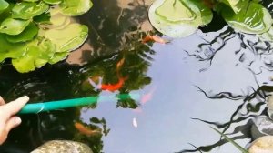 Выращивание кувшинок в обычной ванне