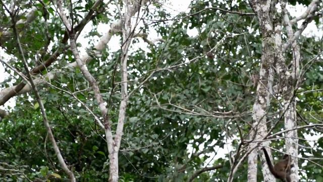 WE spent ONE WEEK discovering AMAZON RAINFOREST in PERU смотреть онлайн