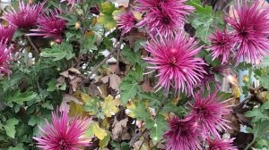 С днём рождения, любимый! Музыкальное поздравление мужу!