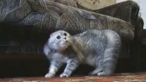 Гроул кота - Growl Cat !!!