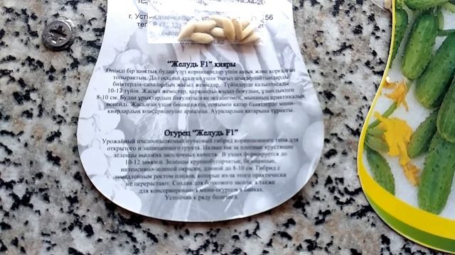 Мини огурчики на вашей грядке! Пучковый гибрид Желудь!! смотреть онлайн
