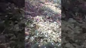 колодня,смоленск