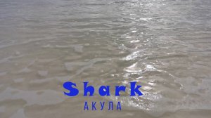 Malahini Shark. Акула — нянька