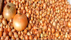 Лук Штутгартер