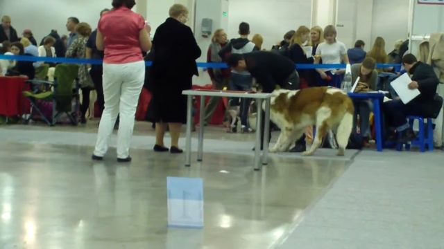 allbestdog.ru промежуток кобели