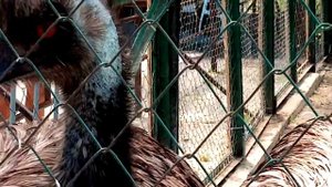 Рычащие страусы Нанду.The snarling ostriches of Nandu.