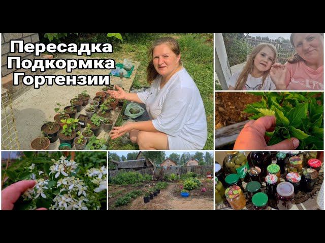 Пересадка и подкормка Метельчатой Гортензии. Обзор моих цветов. Прошлогодние заготовки. Мой урожай.