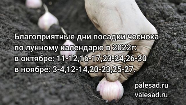 ЧЕСНОК, ПОСАЖЕННЫЙ В ЭТИ СРОКИ УДИВИТ ХОРОШИМ УРОЖАЕМ!