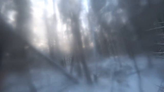 Охота на зайца с эстонской гончей. 25.11.2022, после мертвой пороши.